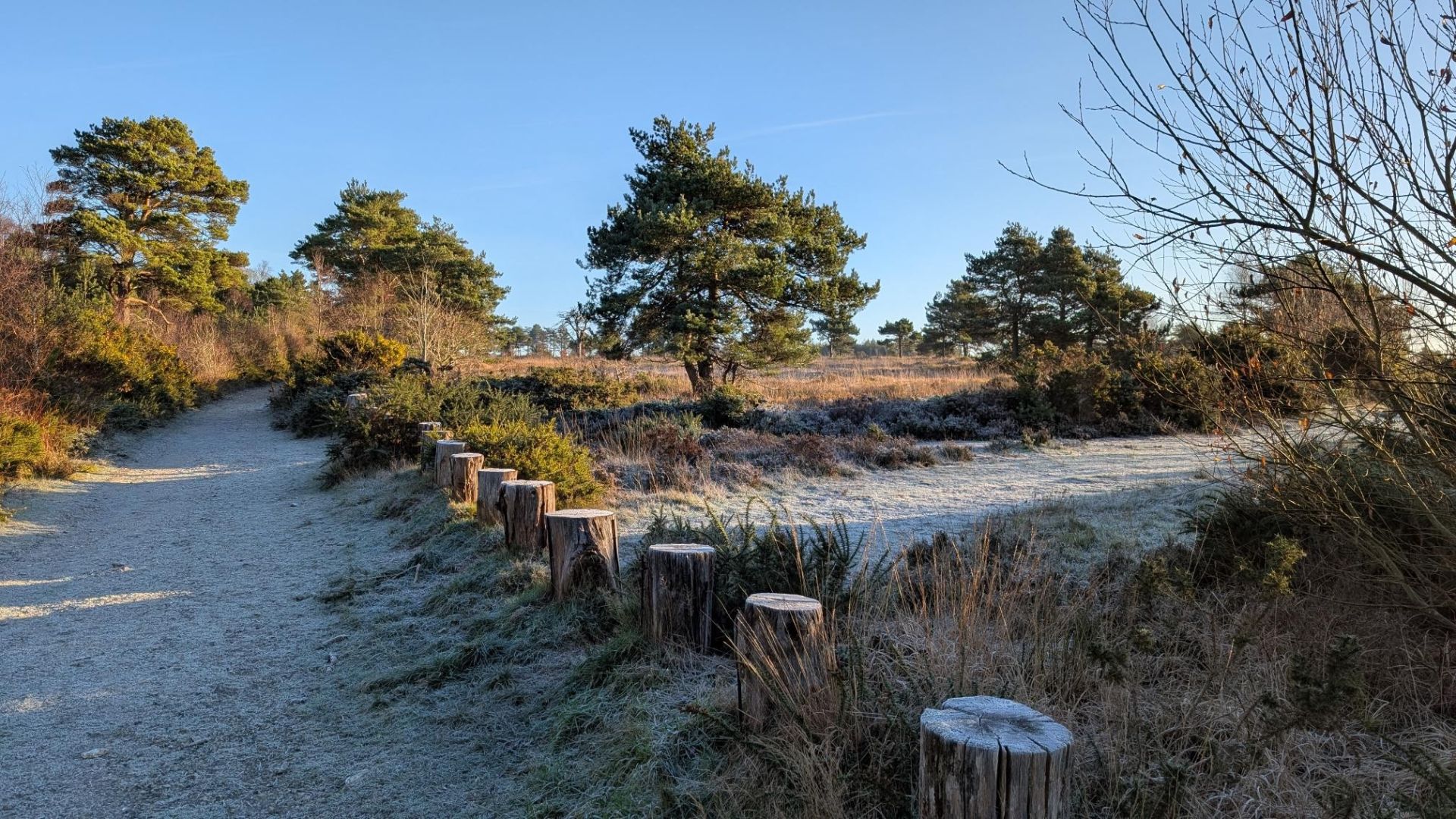 Frosty lane with tree stumps